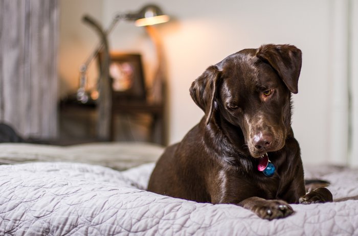 Smart Home Checking On Pets